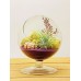Air Plant Terrariums / 4" Round Glass Pedestal / Choose From 5 Styles!   282369085973